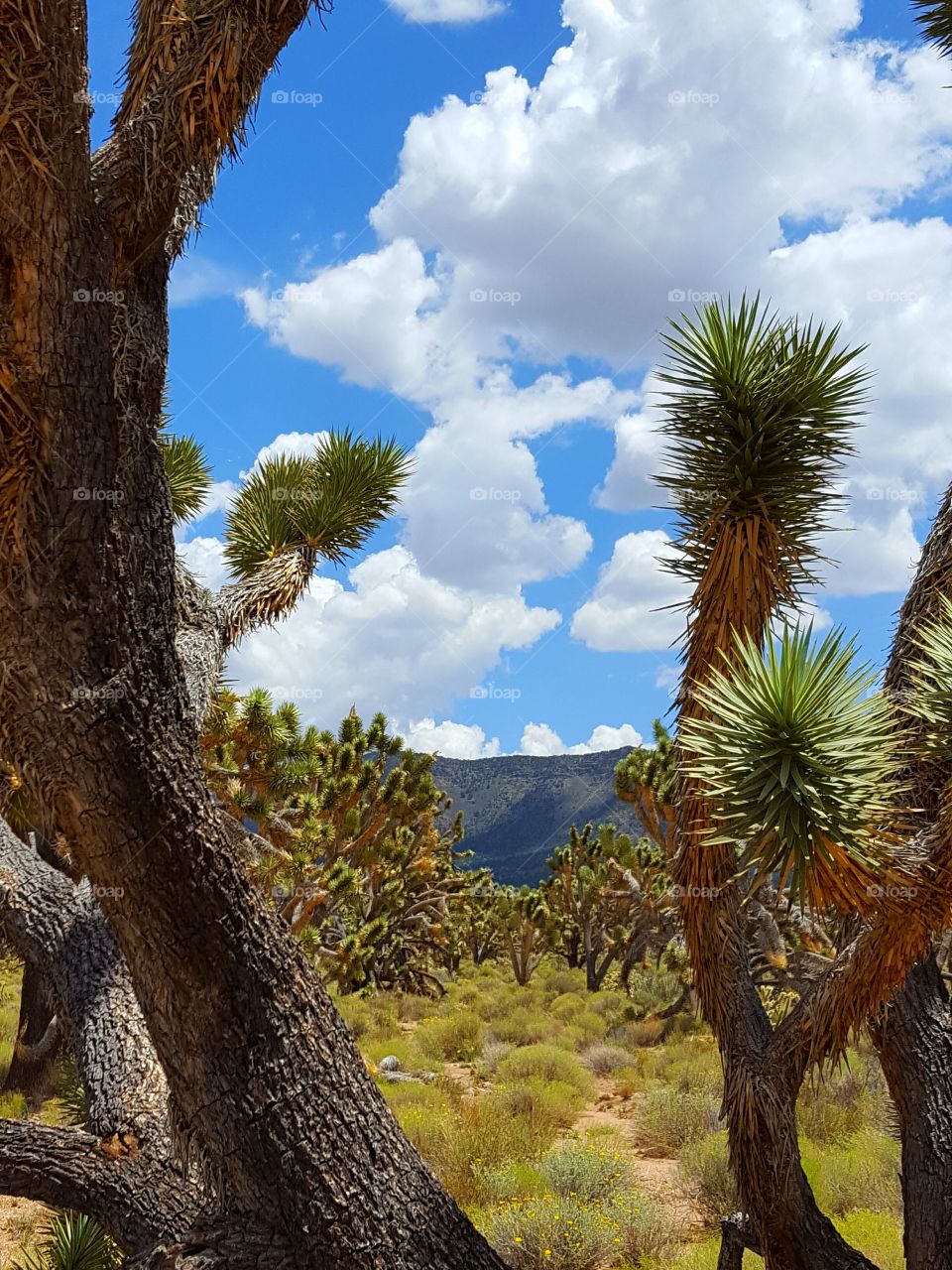 Joshua trees in mohave desert
