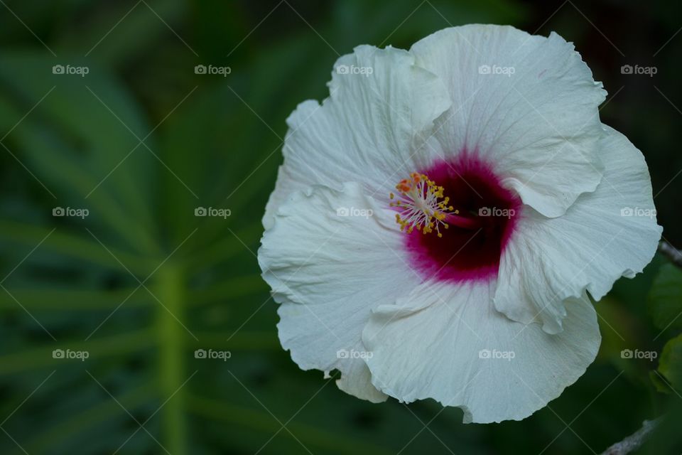 White Hibiscus 