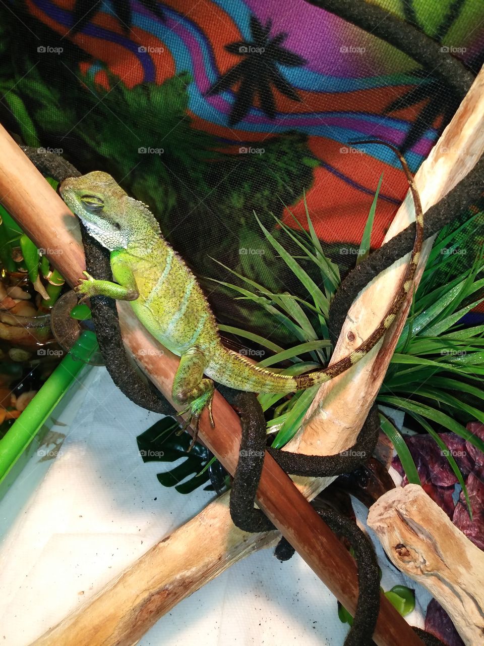 📷 2 #GriffReptiles