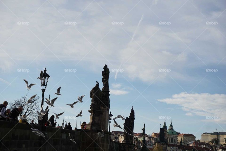 Birds#animals#historic#bridge