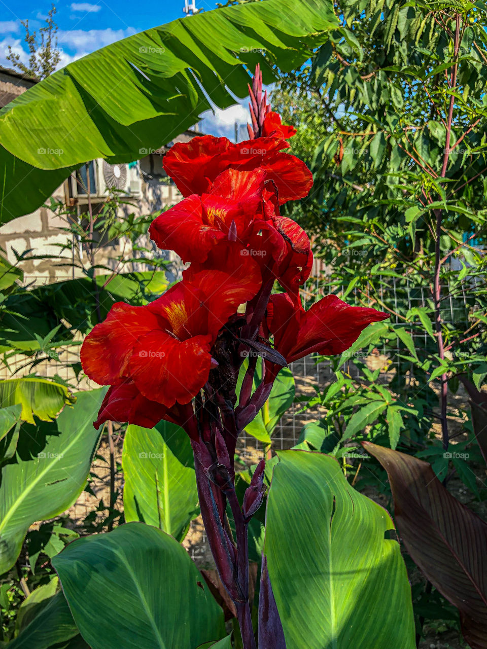 Grandma’s flowers😊