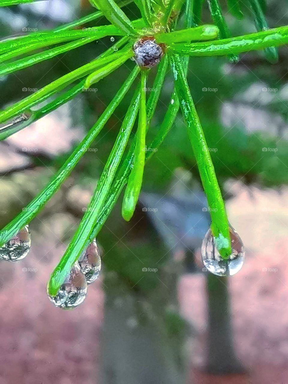 Green leaves with dew drops hanging at the ends