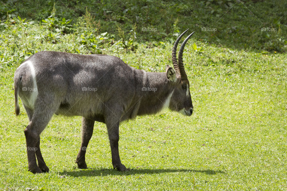 Waterbuck ( kobus ellipsiprymnus ).