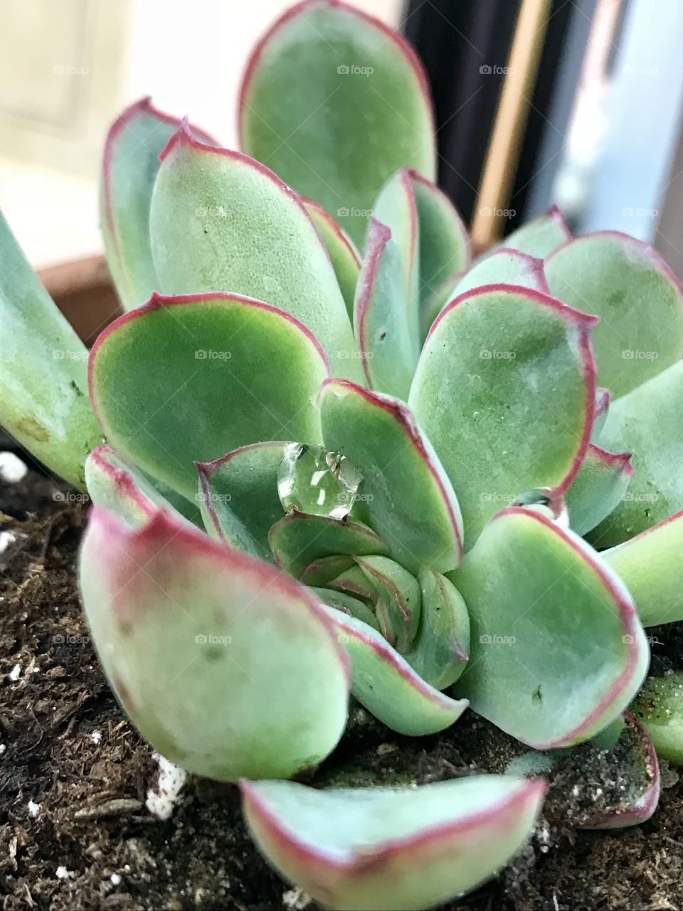 Pink and green succulent plant  