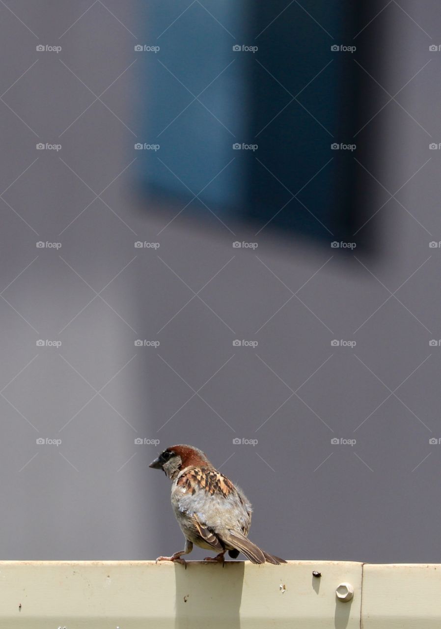 Lone sparrow perched on fence in urban backyard, copy space, minimalist