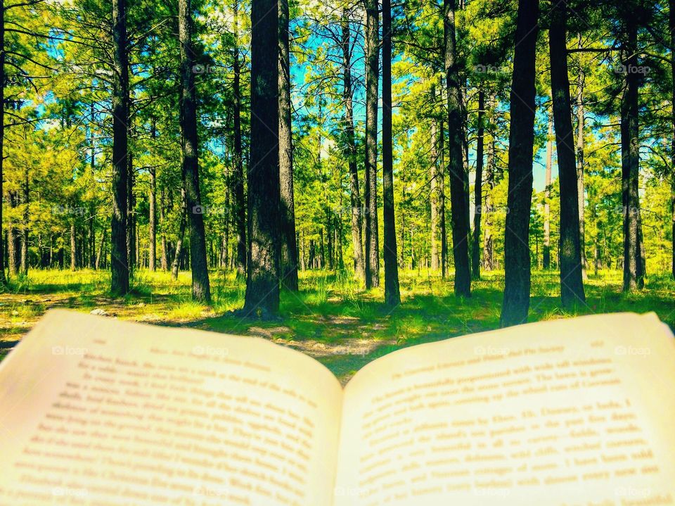Reading in the forest