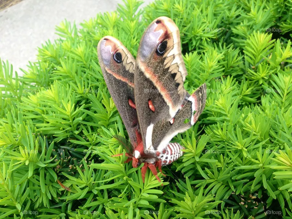 Butterfly