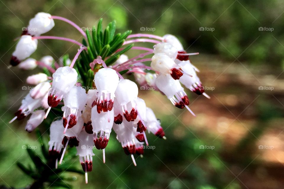 Close up of flowers after rain 