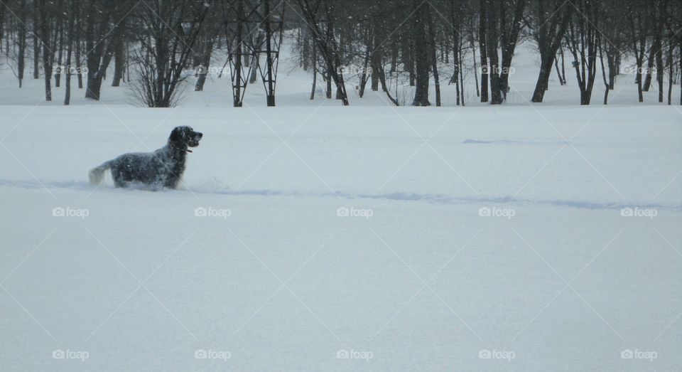 Snow, Winter, Landscape, Cold, Ice