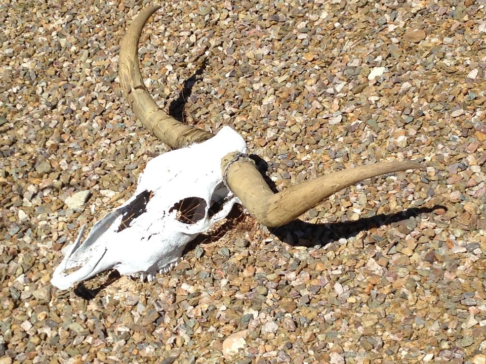 Tucson desert skull