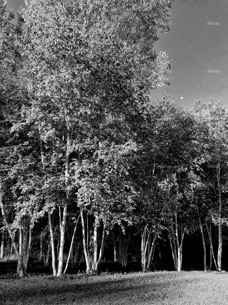 White birch and moon