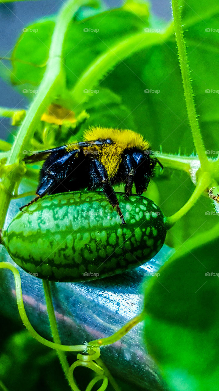 Bee on a Mexican Sour Gherkin
