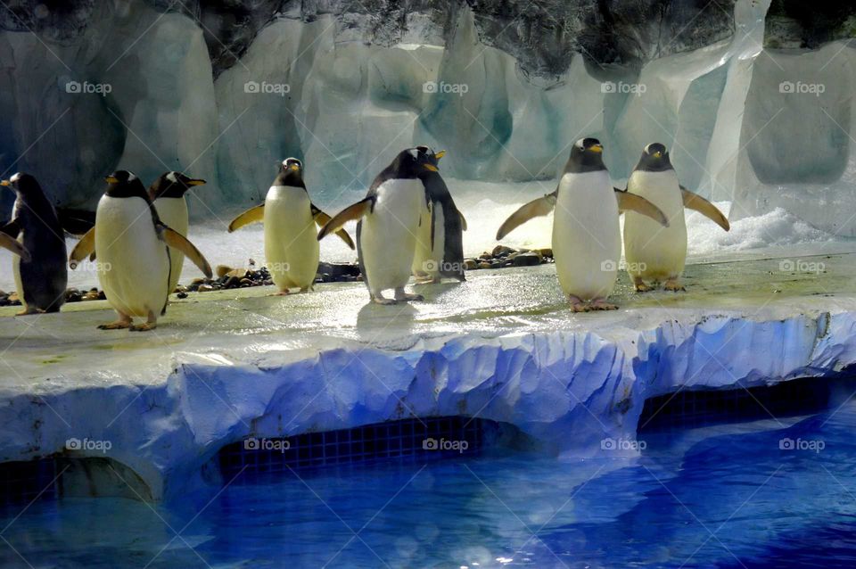 Penguins in National Sea life in Birmingham, UK