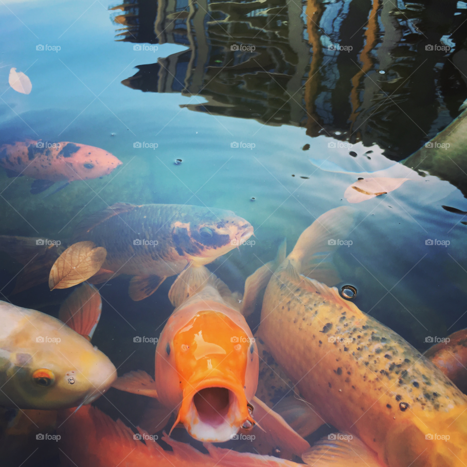 Koi Pond 