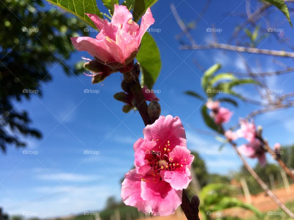 Pink flowers. Blue sky in the summer.  