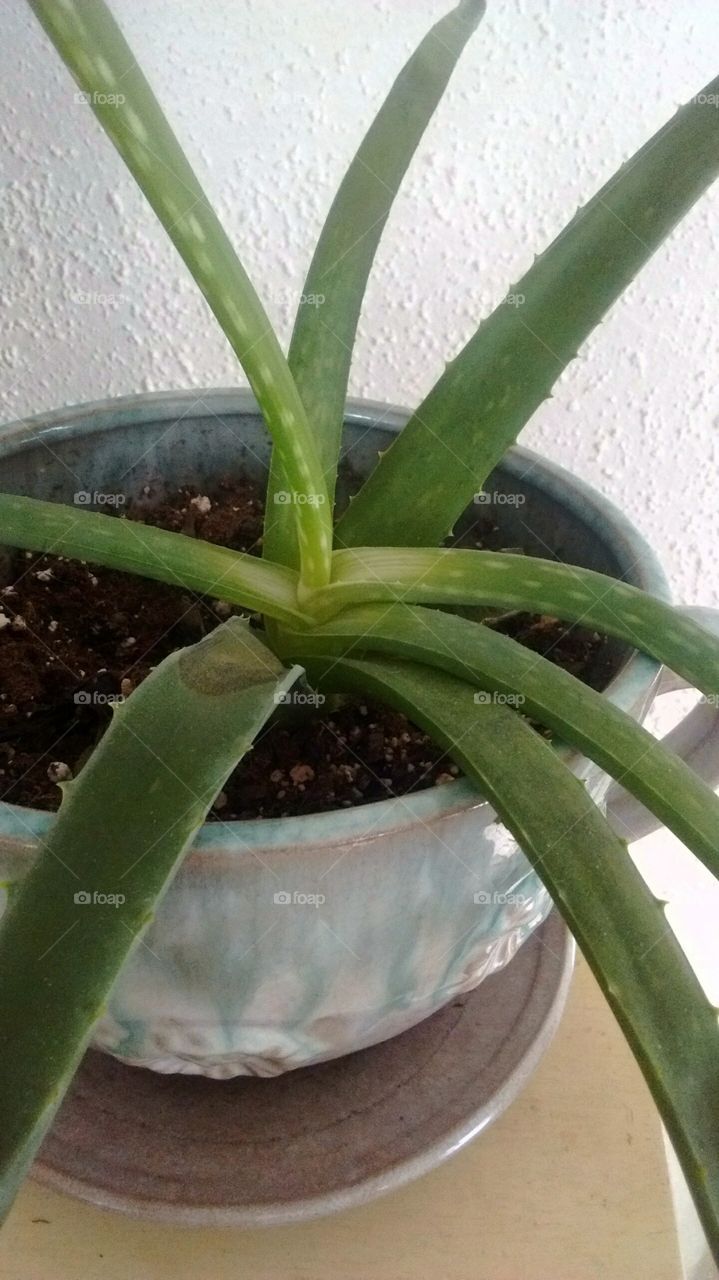 Potted aloe plant