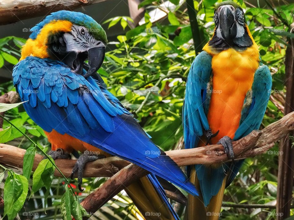 Pair Of Colorful Macaws
