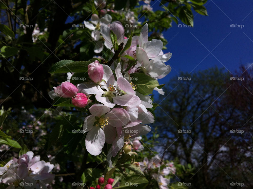 APPLE BLOSSOM