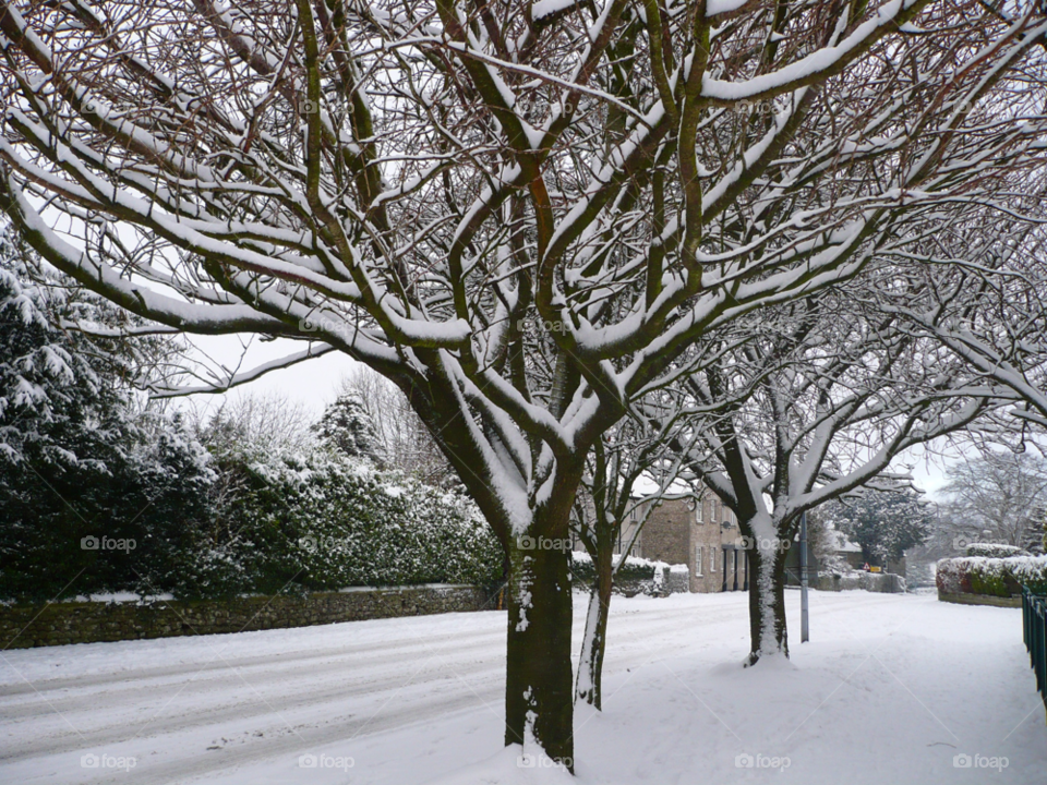 snow winter white tree by TurdOnTheRun