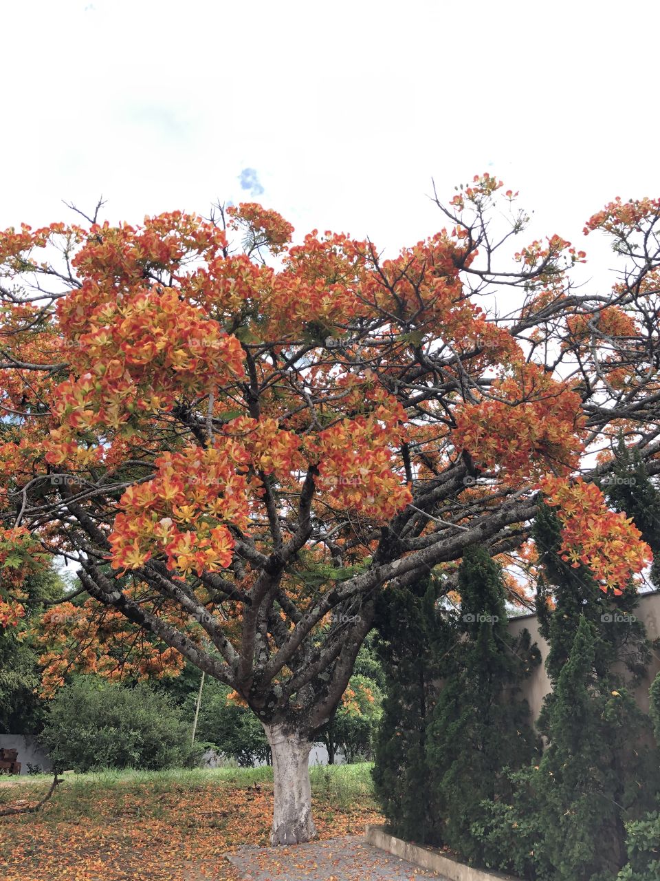 Tree full of flowers in orange color