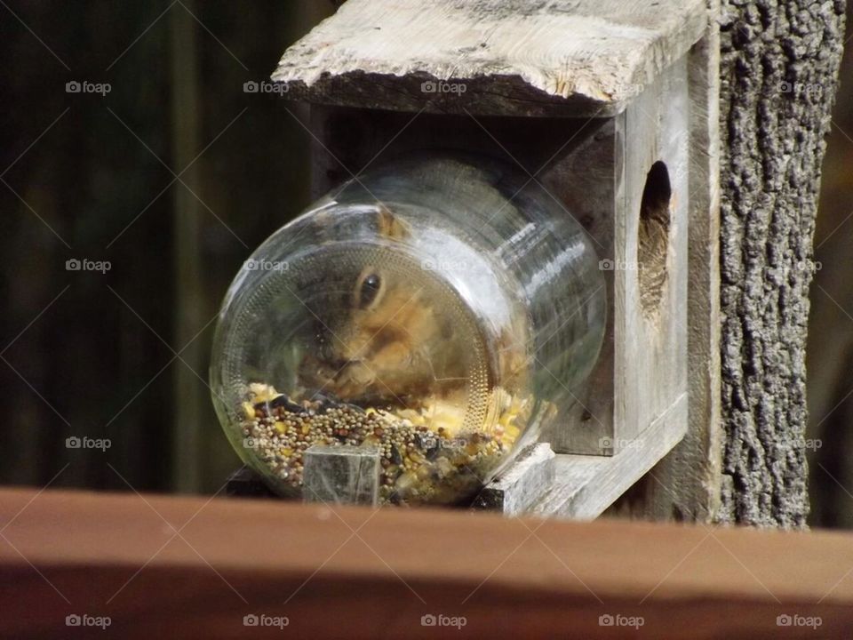 Squirrel in a jar