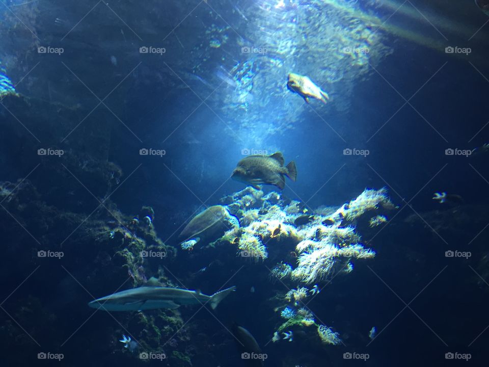 Fish swimming in aquarium