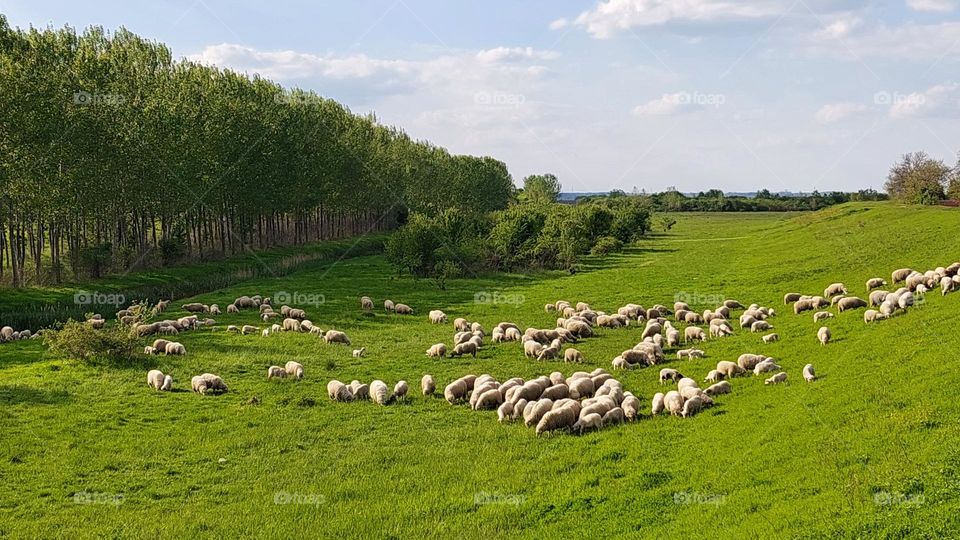 Sheep on the field, Serbia