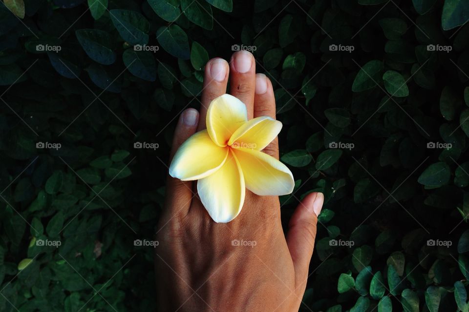 Frangipani, Bali