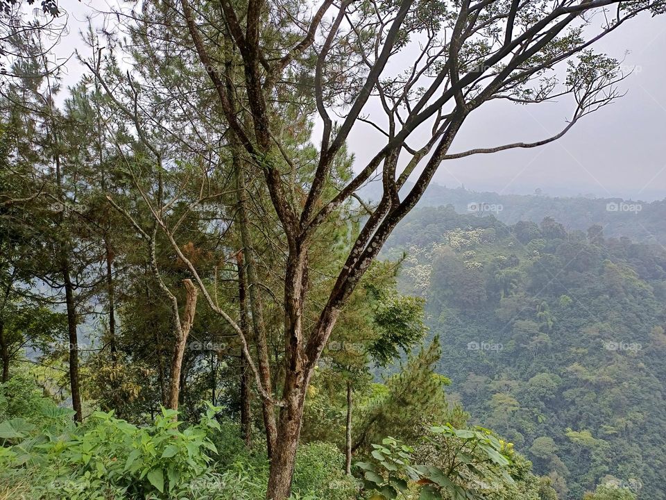 View of the Tropical Protected Forest in Gubug Klakah Village of Ponco Kusumo District of Lumajang Regency, Indonesia