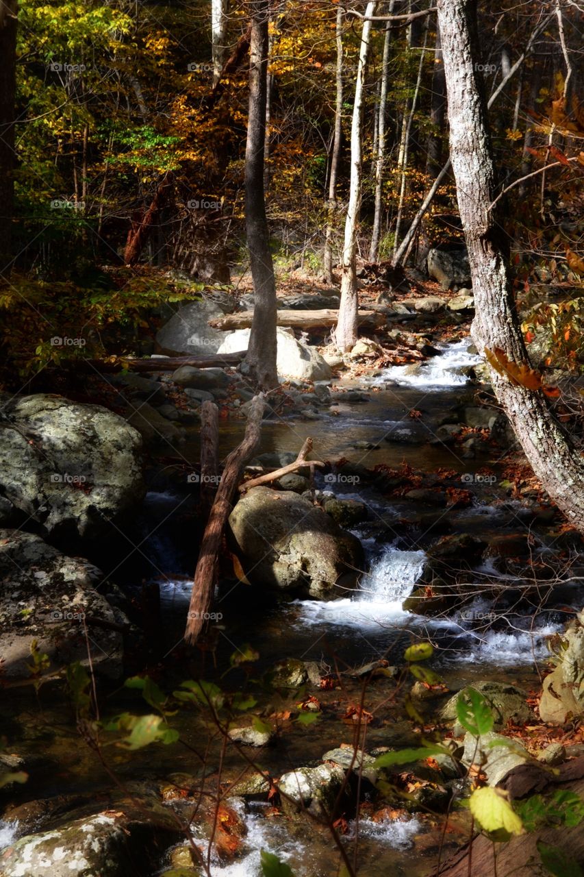 Autumn Stream