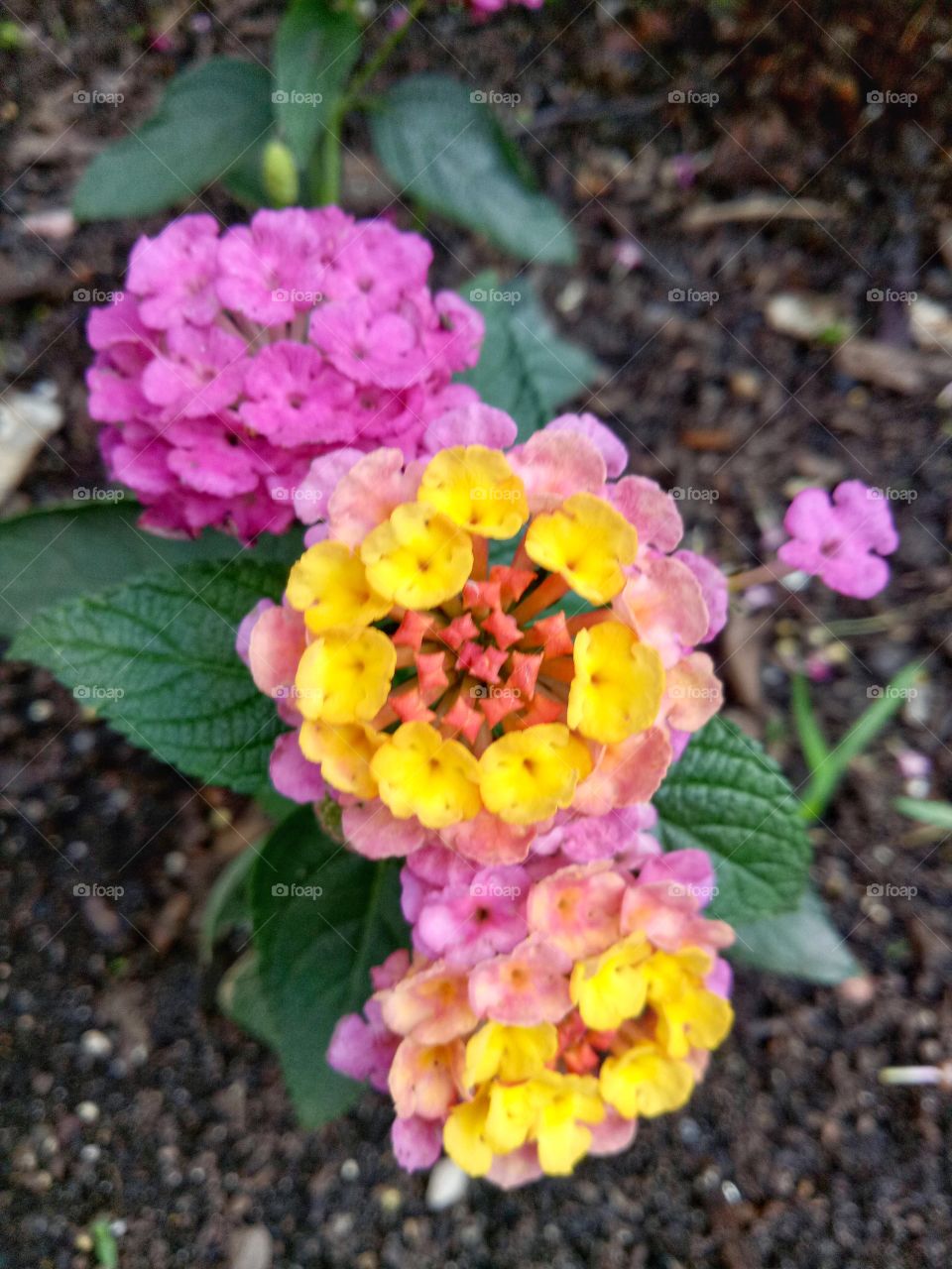 The common lantana is a flowering plant that grows best in tropical environments. 