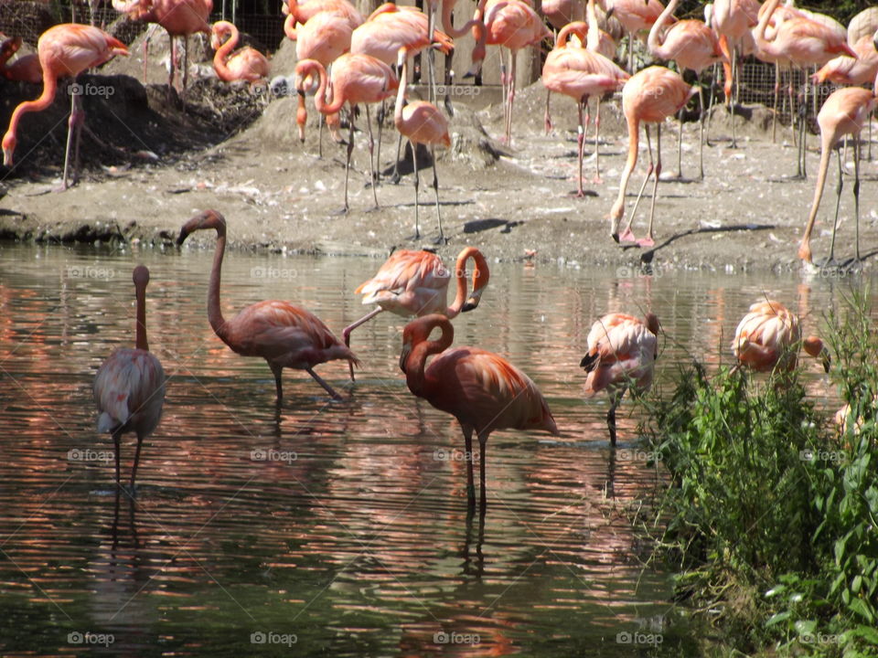 Flamingos standing