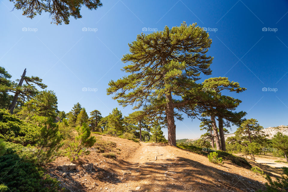 Pine trees in Spain 