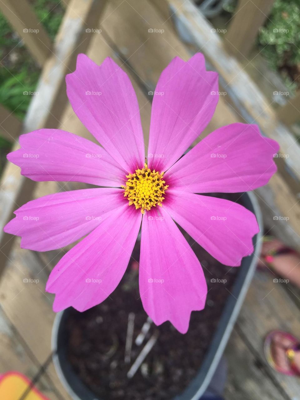 Pink petals