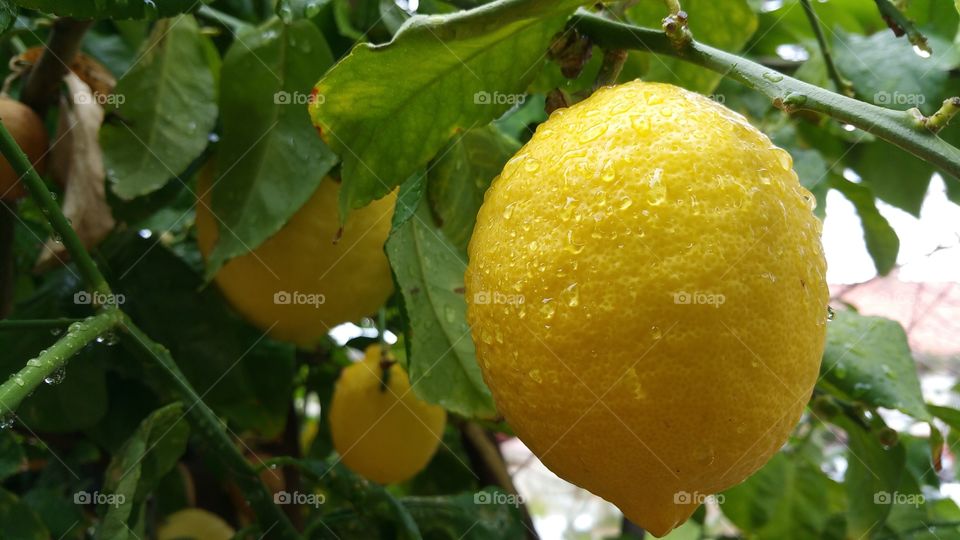 Fresh Lemon with Morning Dew