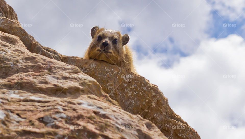 South African Cape rock hyrax