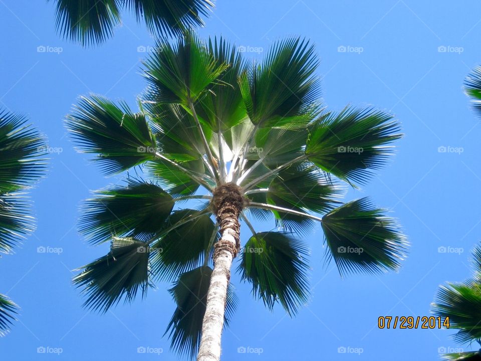 Palm Tree Wonderful Hawaii USA