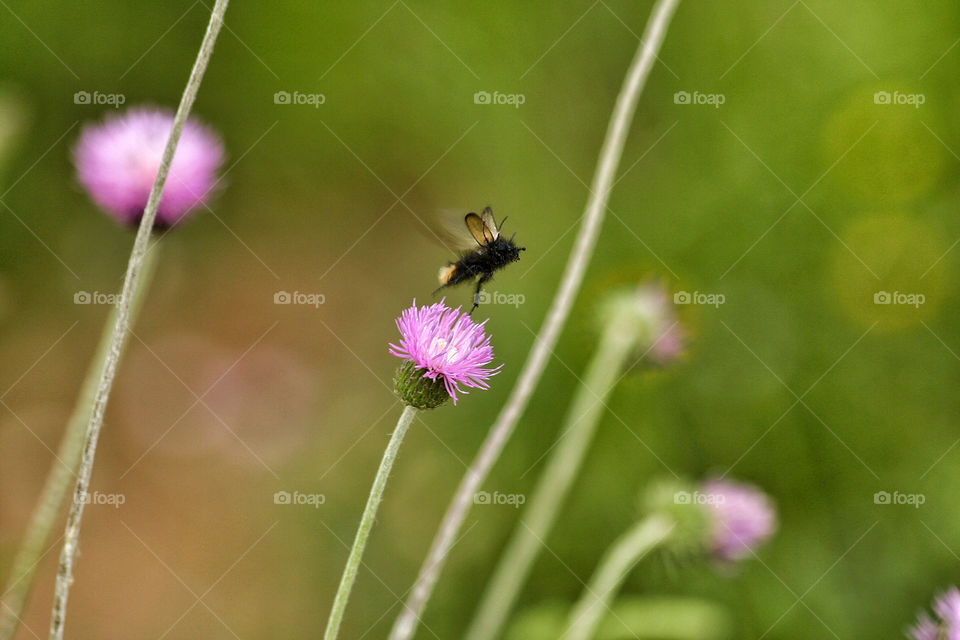 green flower purple fly by nader_esk