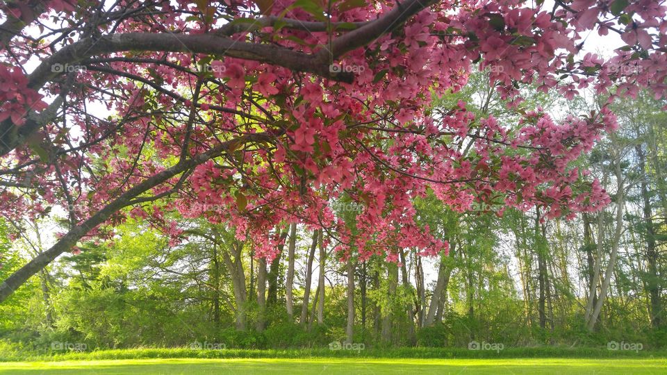 Blossoms