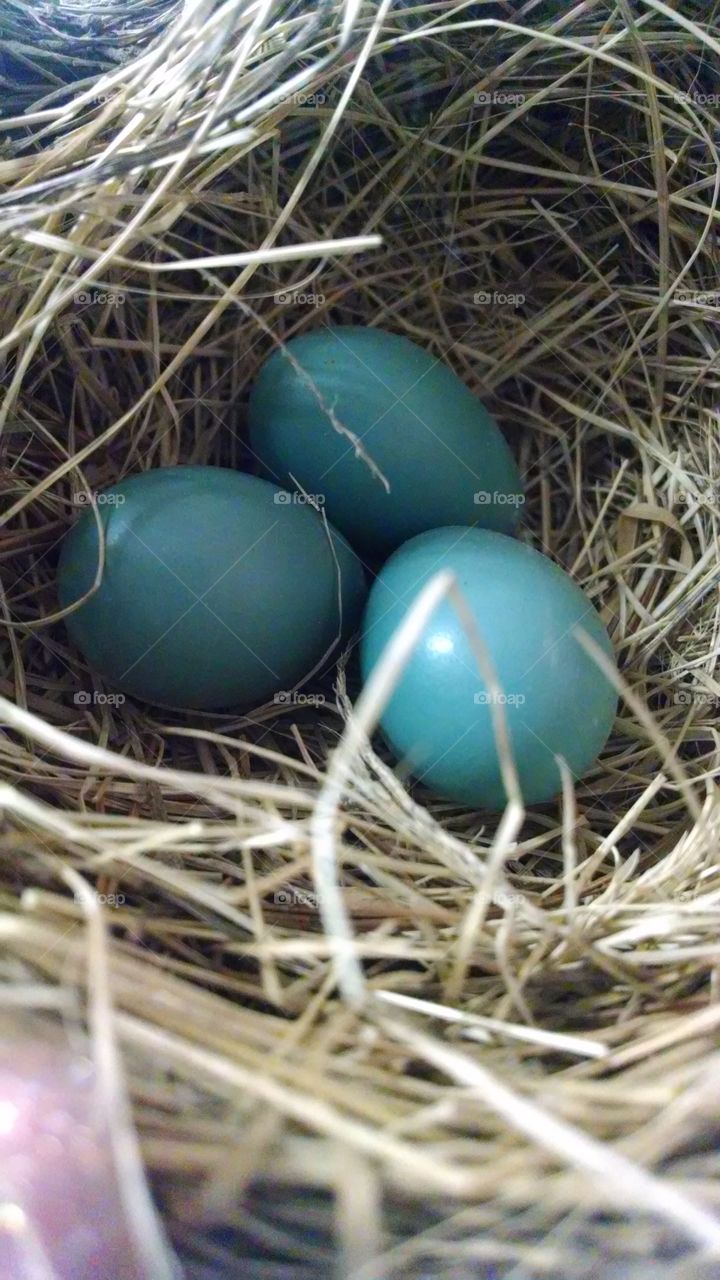 Robin Egg Blue. abandoned nest summer 2014, Maine