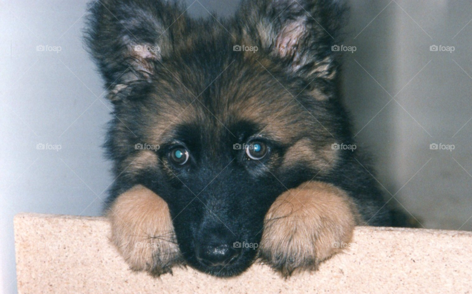 dog animal cute puppy by MattLR