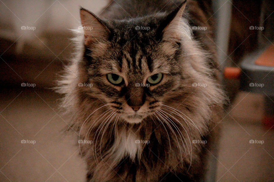 Maine coon cat looking at camera