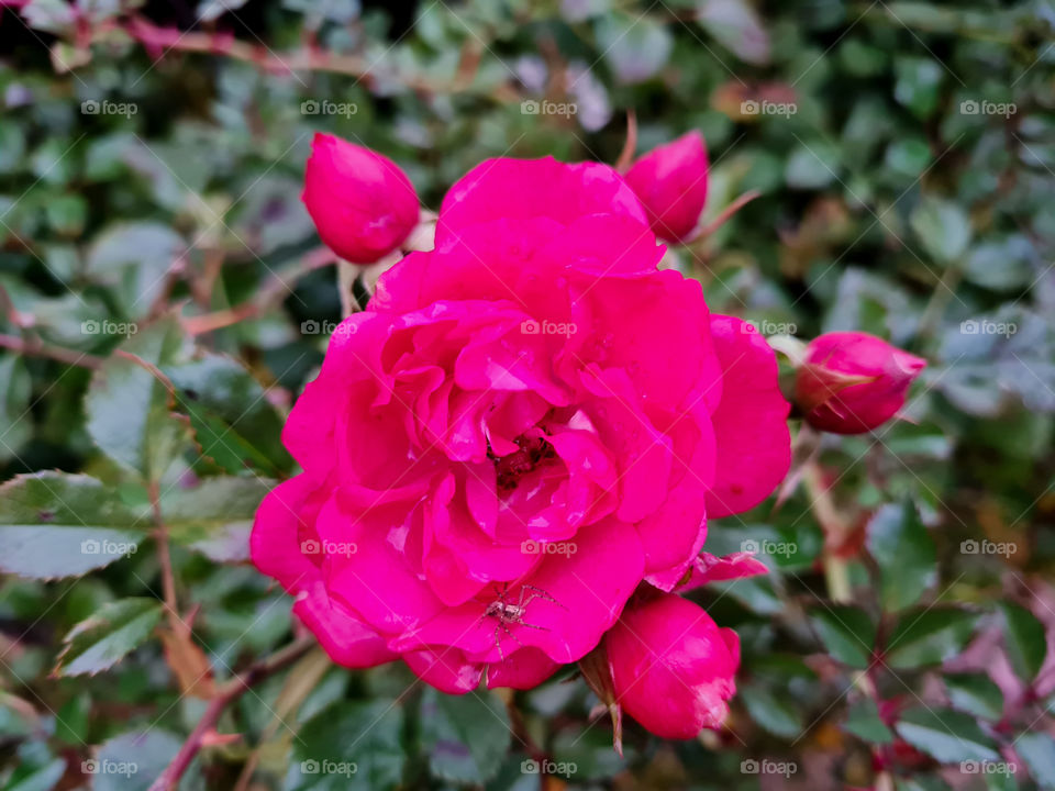 Small spider on the pink flower
