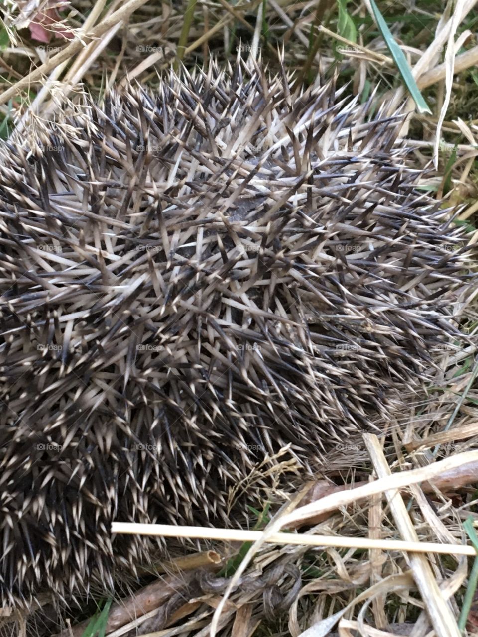 Ball of quills in grass 