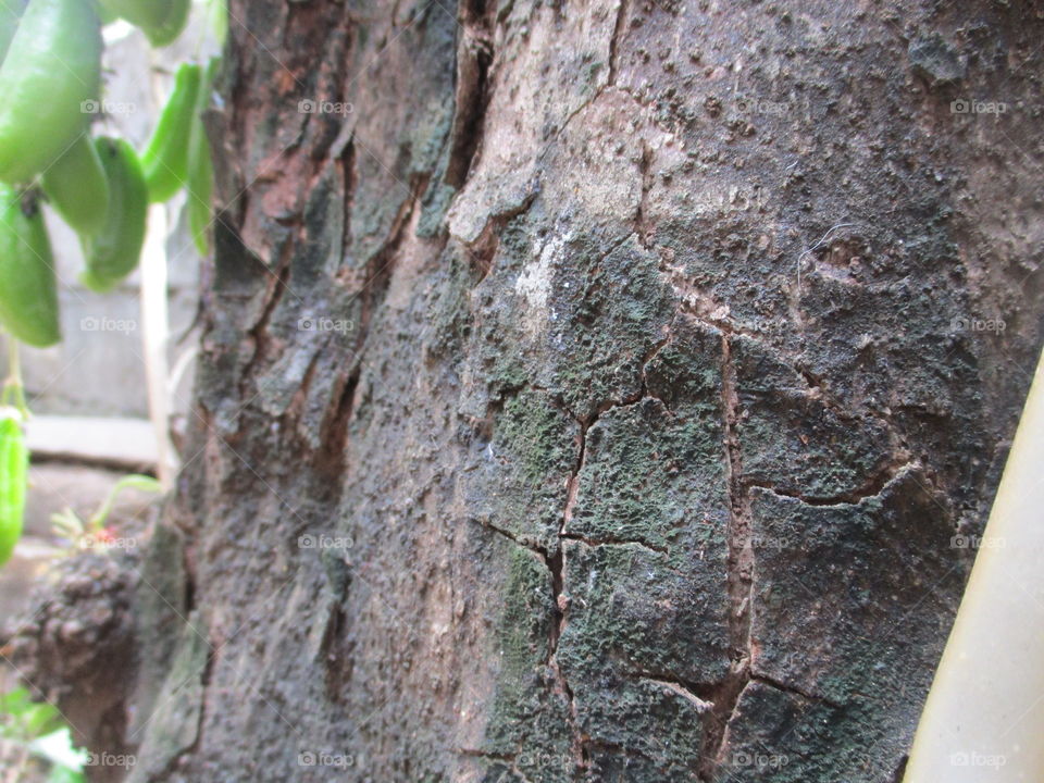 grey bark trees