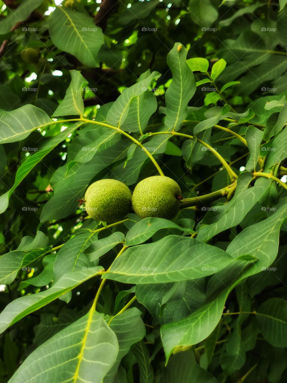Fromboise berry hand happy view bio fresh yummy healthy Red raspberry nature eco vegan juicy fruits