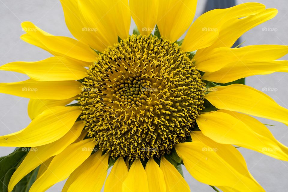 yellow-leaved sunflower