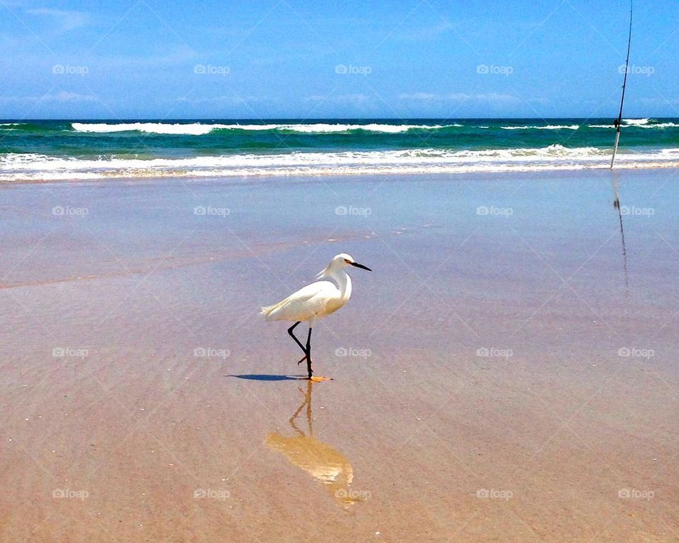 Egret strolling along the shoreline. Florida. 