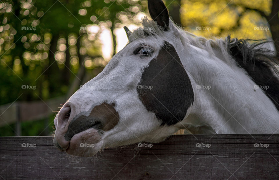 Magic horses