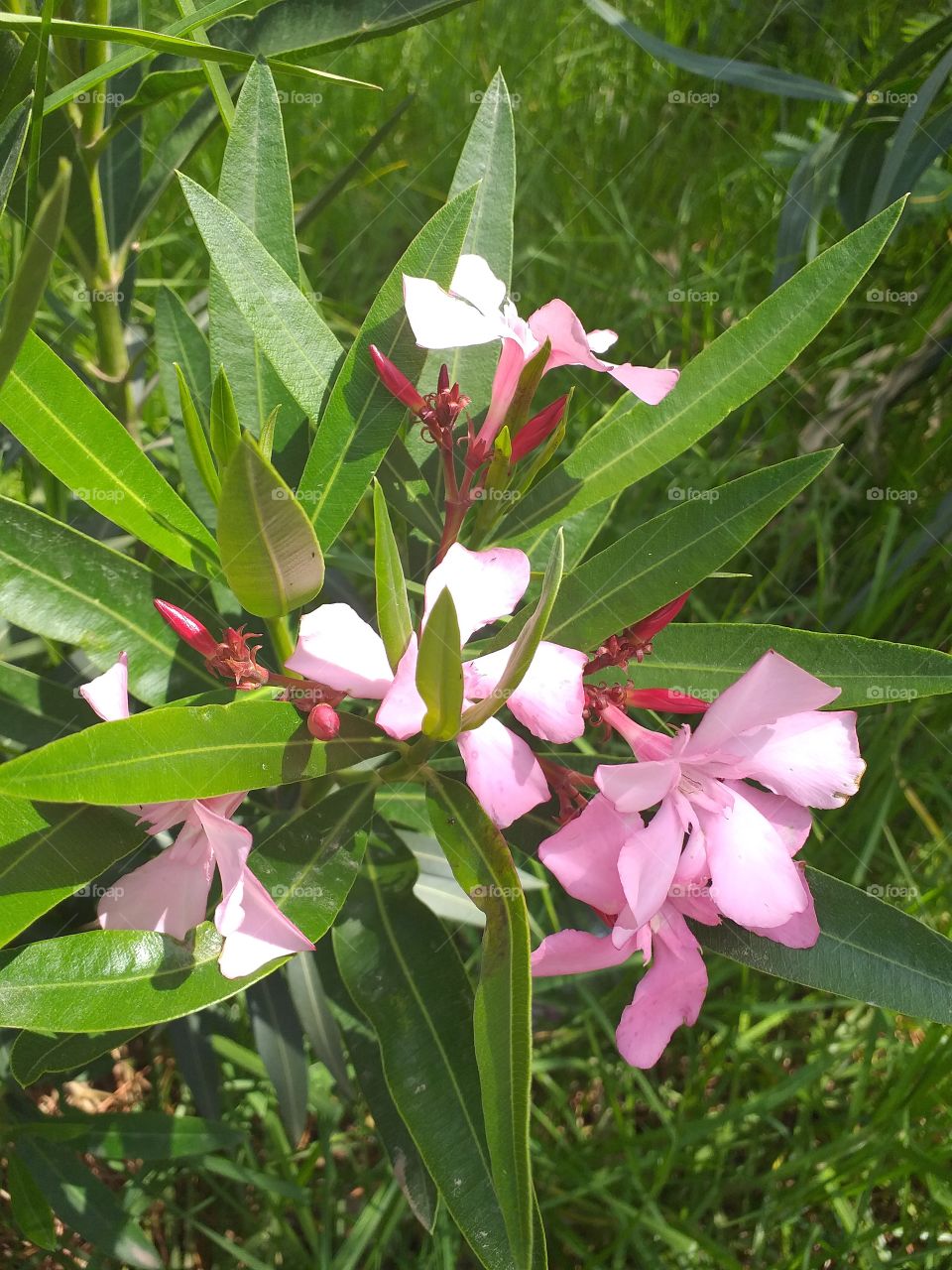 Close up full bloom beautiful pink flowers